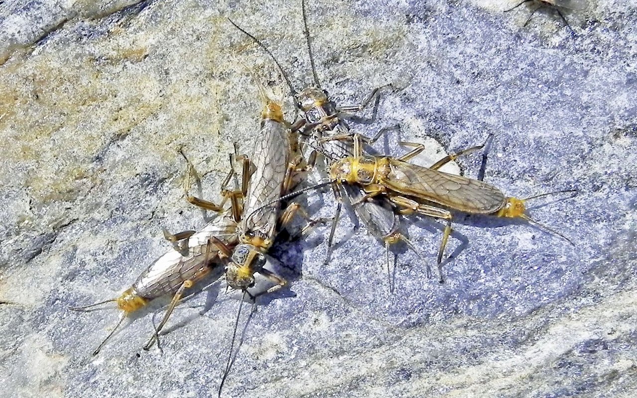 Die Schweiz beherbergt eine grosse Vielfalt an Alpinen Steinfliegen.