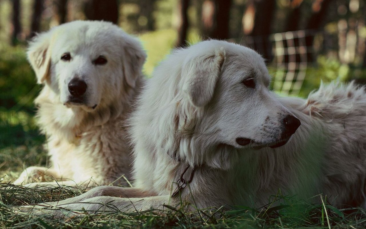Um als Herdenschutzmassnahmen anerkannt zu werden, müssen die Hunde immer mindestens zu zweit im Einsatz stehen. 