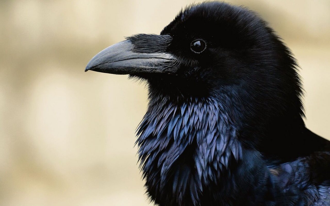 Kolkraben sind grosse Charaktere und wurden einst stark bejagt. Heute haben sie sich gut etabliert.