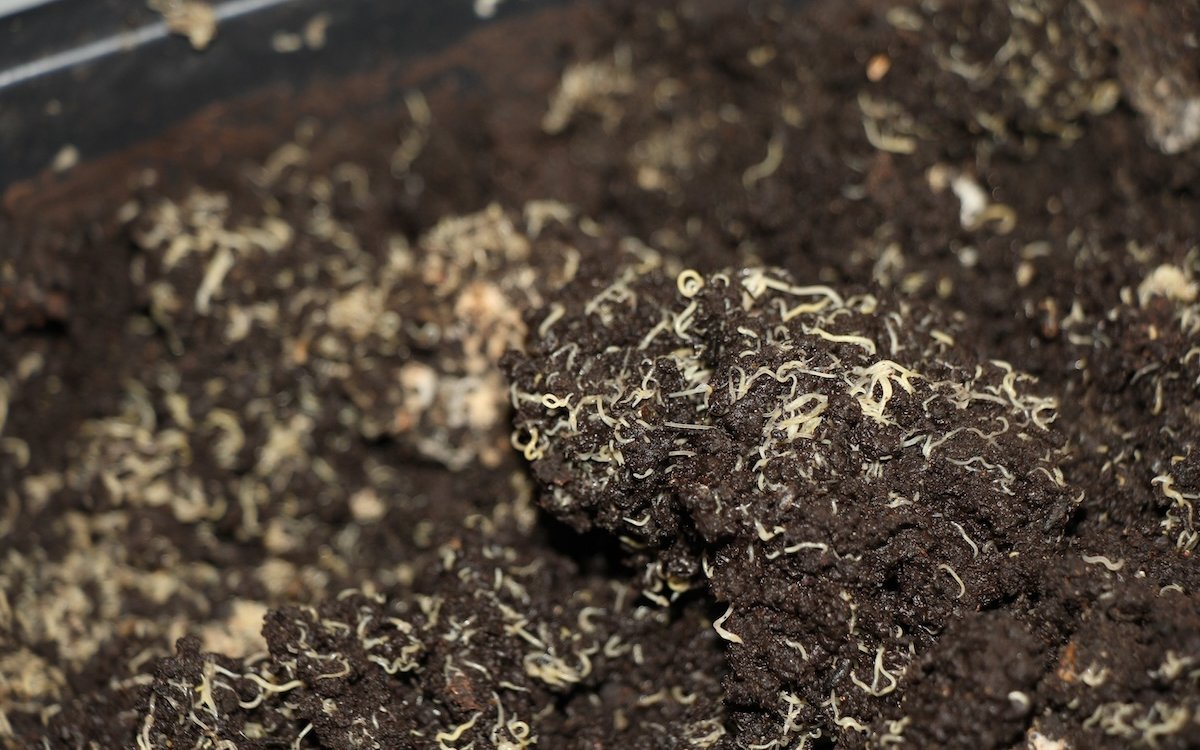 Enchyträen sind gerade für afrikanische Prachtfinken, die Junge aufziehen, ein äusserst wertvolles Futter. 