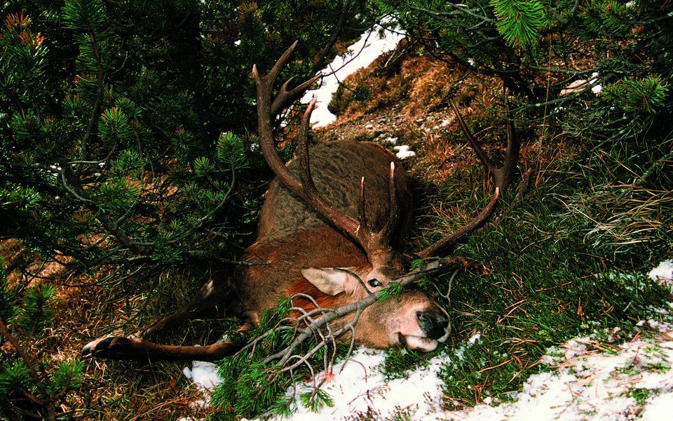 Im November 2004 traf Heinrich Haller auf dieses erschreckende Bild. Der Hirsch fiel einem Wilderer zum Opfer.