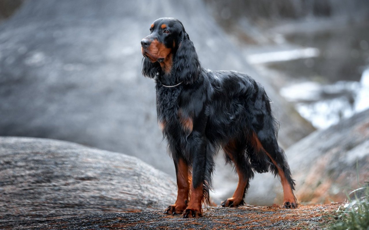 Sein glänzendes Fell, die langen Ohren und seine Grösse machen den Gordon Setter unverwechselbar unter den Settern.