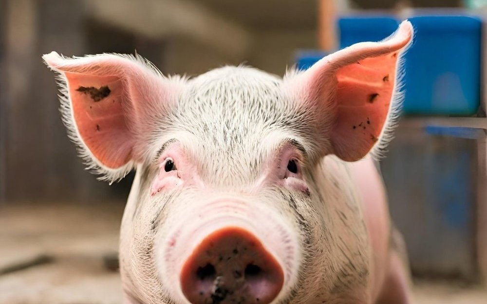 In der Schweiz leben rund 1,35 Millionen Schweine, vor allem in Luzern, Bern, Thurgau, St. Gallen und Aargau.