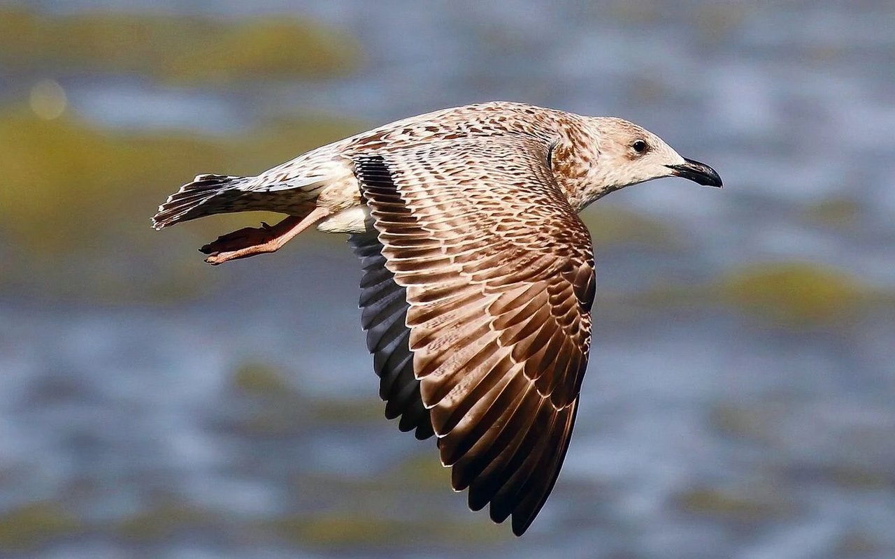 Strandbesucher werden auch immer mal von vorwitzigen Silbermöwen überrascht, die ihnen das Brötchen im Flug aus den Fingern stibitzen.