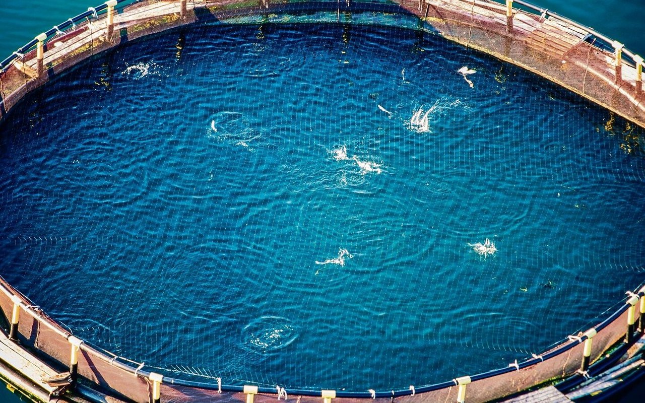 Wegen der hohen Fisch-Dichte ziehen sich Lachse in Becken oft Verletzungen zu.