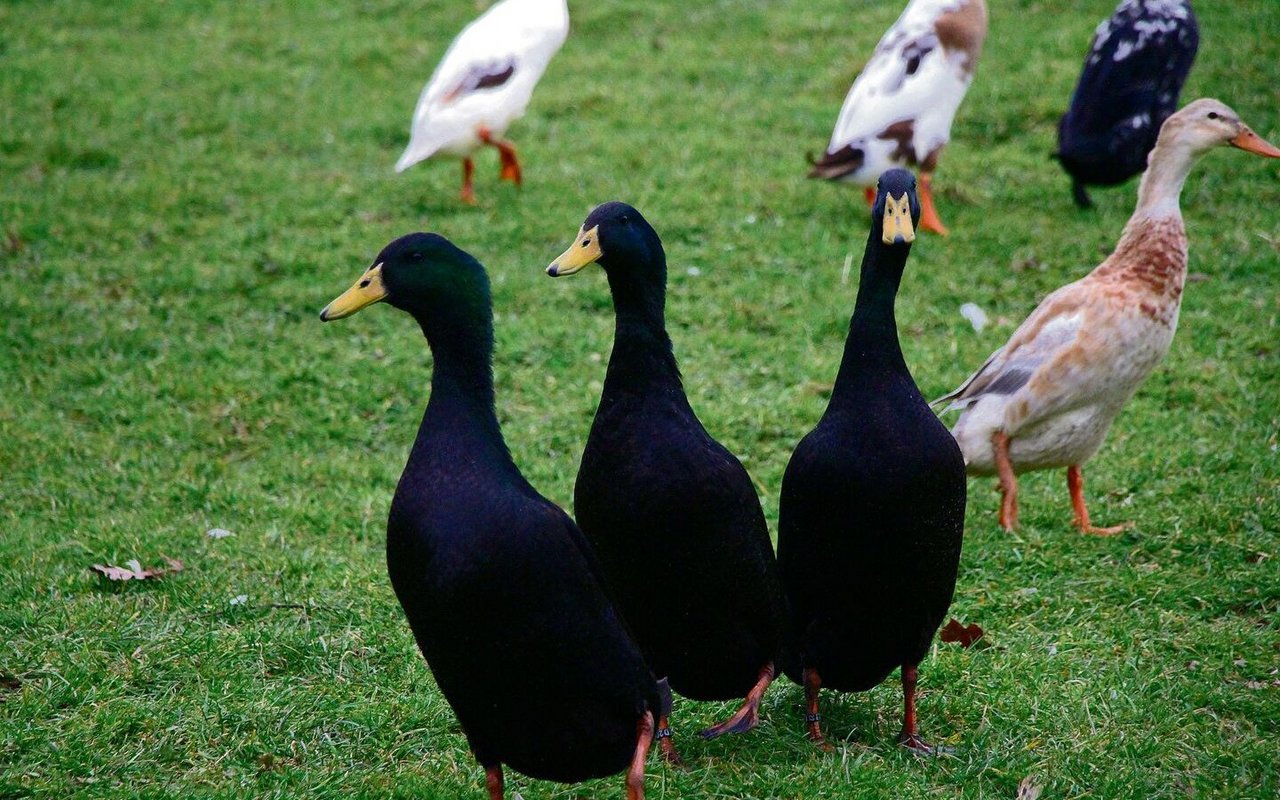 Aufrecht watschelt dieses Trio über das Gras, schnattert und äugt mit wachsamem Blick um sich.