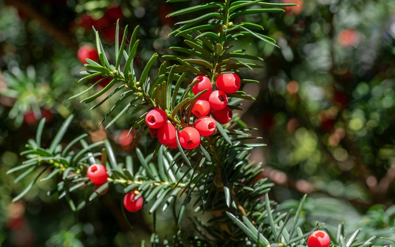 Die Eibe ist ein giftiger, immergrüner Strauch mit roten Samenmänteln, dessen Nadeln besonders gefährlich für Tiere wie Pferde sind.