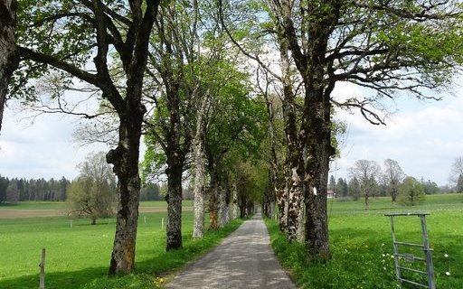 In den Freibergen führen Alleen zu einsamen Höfen. 
