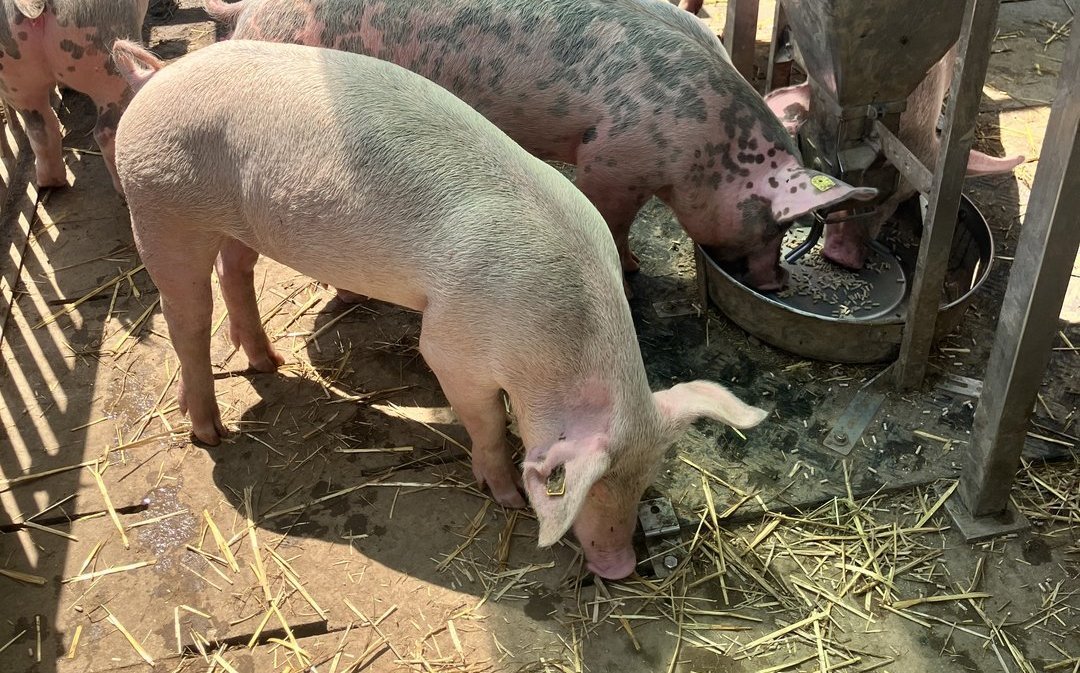 Dank Futterautomat, Tränke, Liegeflächen und Suhle ersetzt der Caravan einen fixen Stall für bis zu zehn Bio-Mastschweinen.