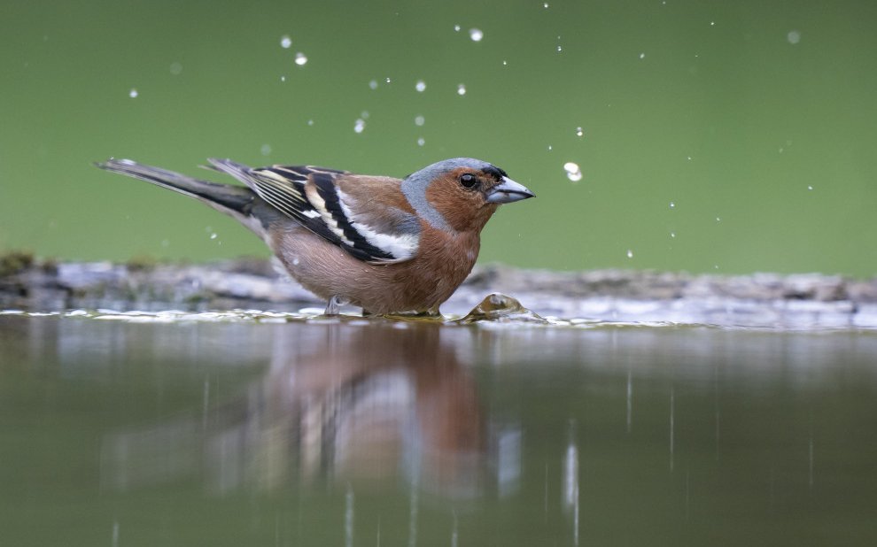 Wie wir Menschen nehmen Vögel (hier ein Buchfink) bei diesen Temperaturen gerne ein Bad. 