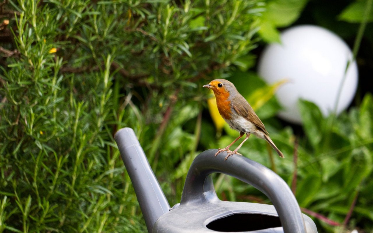 Vögel profitieren von vielfältigen Gärten, die verschiedenste Lebensräume bieten – so auch das Rothkelchen.