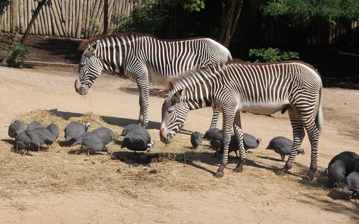Grevy-Zebras und Helmperlhühner in der Afrika-Savanne des französischen Zoos Mulhouse im Elsass. 