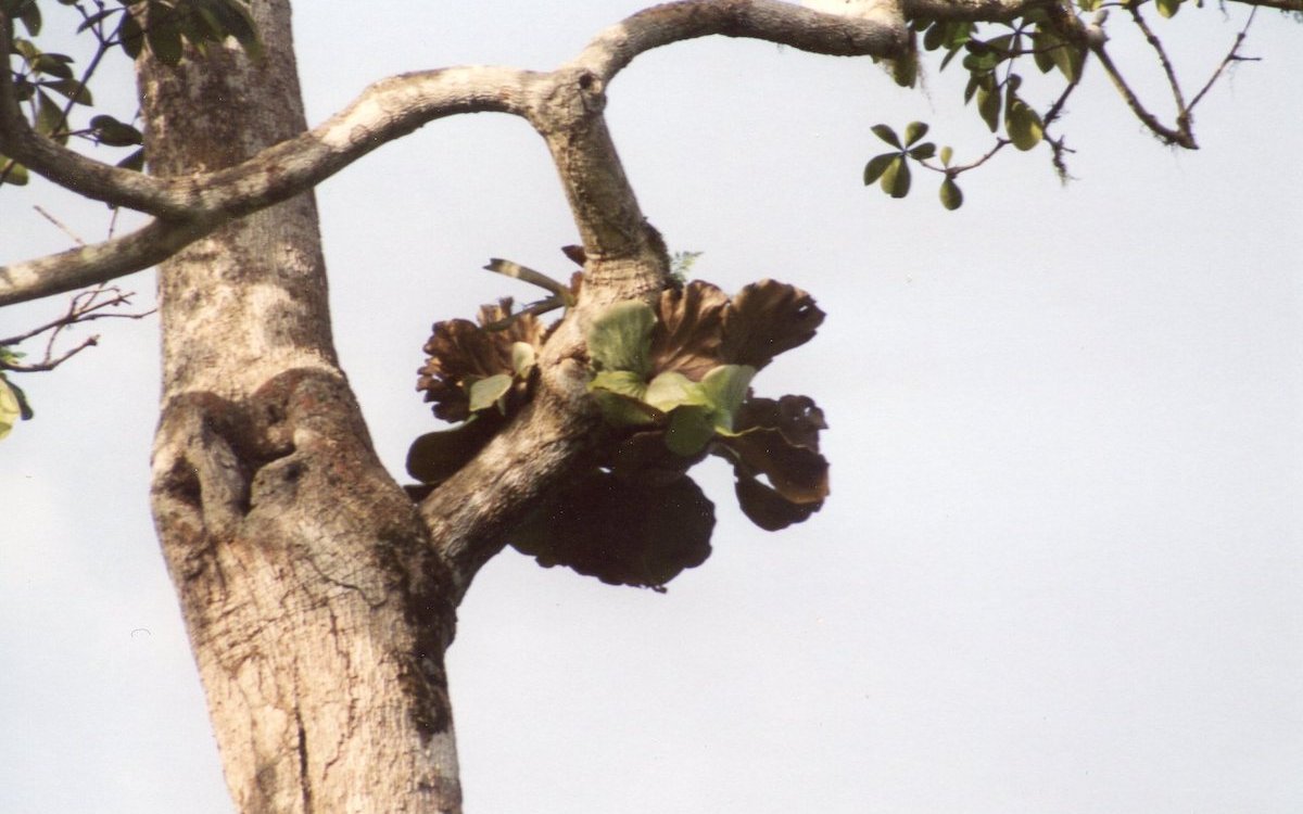 Geweihfarne gedeihen als Aufsitzerpflanzen wie dieses Exemplar hier in der Zentralafrikanischen Republik.