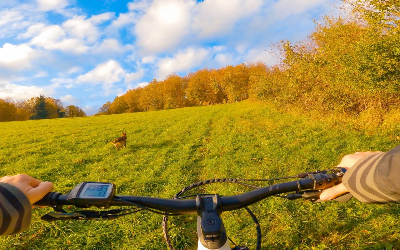 Unterwegs auf Trails sollte der Fokus stets auf dem Hund liegen.