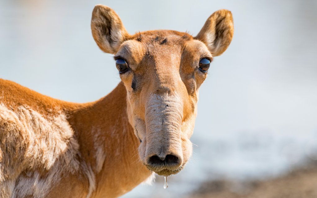 Die Antilope mit der grossen Nase ist nicht mehr vom Aussterben bedroht.