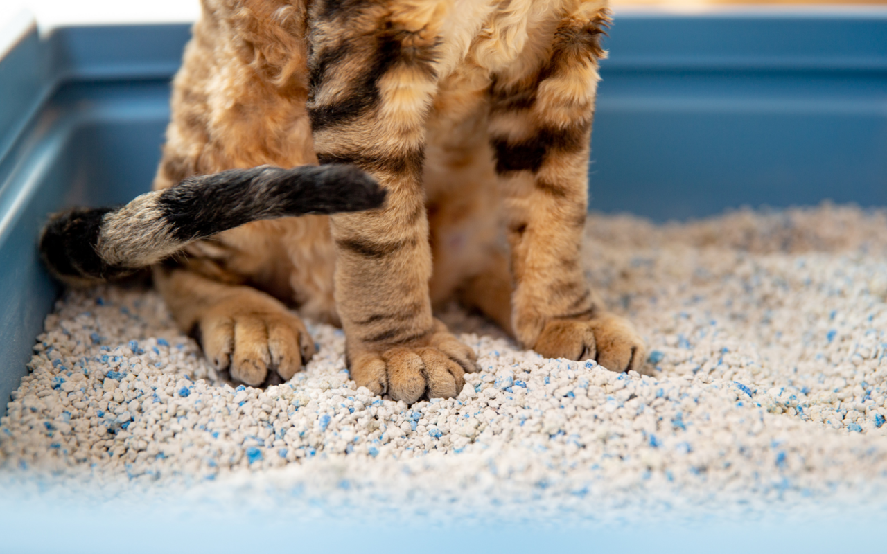 Die richtige Wahl der Katzentoilette spielt eine grosse Rolle.