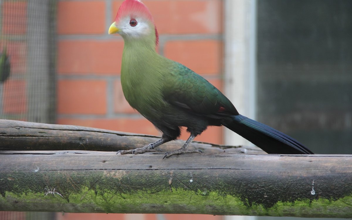 Zum Vergleich eine andere Turako-Art, der Rothaubenturako, der von Angola bis ins Kongobecken verbreitet ist. 