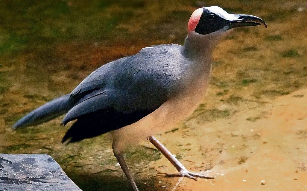 Buntkopf-Stelzenkrähen sind absolute Raritäten. Auf Studienreisen nach Gabun können sie aber beobachtet werden.