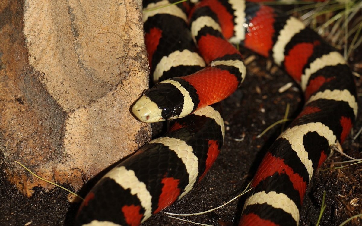 Die Berg-Königsnatter aus den USA hat eine attraktive Färbung und schreckt damit ob, obwohl sie ungiftig ist. 