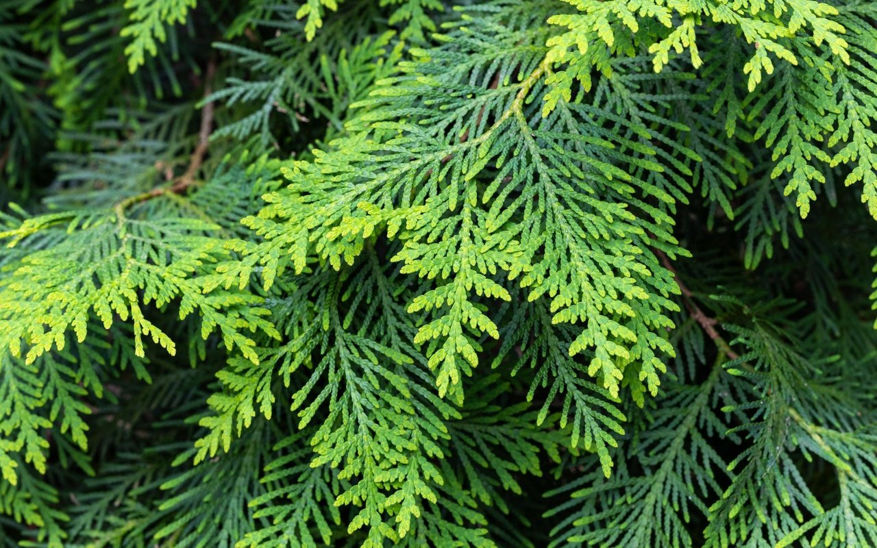 Diese immergrüne Heckenpflanze ist aufgrund ihrer ätherischen Öle giftig für Pferde und kann bei Vergiftung Magen-Darm-Beschwerden, Krämpfe und Bewusstseinsstörungen auslösen.