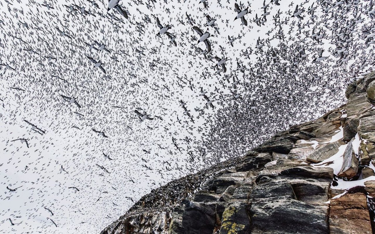 Tausende von Trottel-, Dickschnabellummen und Papageitauchern umfliegen tagelang die Vogelinsel, bevor sie landen. 