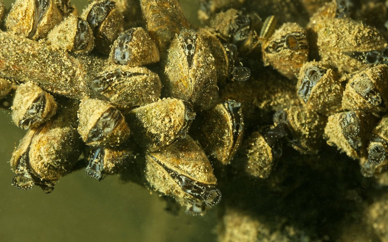 Zebramuscheln bevölkern die Schweiz schon seit Jahrzehnten.