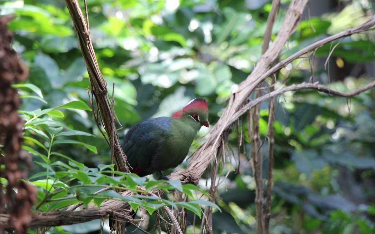 Dieser afrikanische Fischerturako  hat dank der Nahrungsaufnahme ein solch schillerndes Gefieder. 