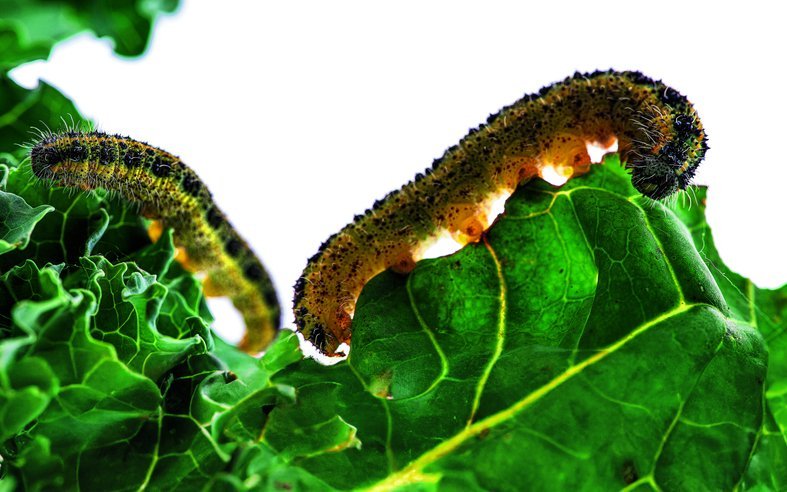 Kohlweisslingraupen machen dem Rosenkohl zu schaffen. 