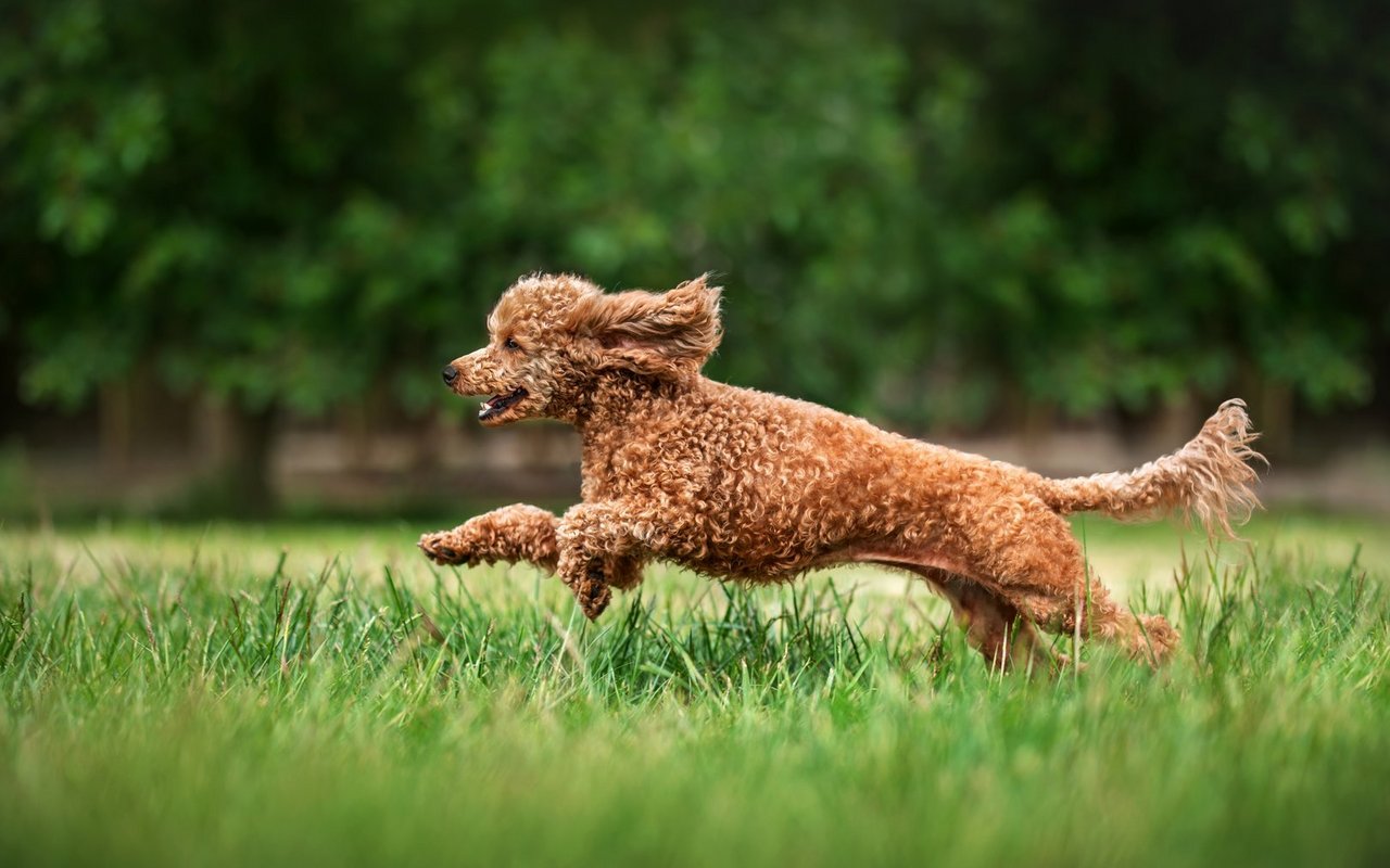 Vom Kopf bis zur Rute: die Locken des Pudels sind sein Markenzeichen und machen jeden einzigartig.