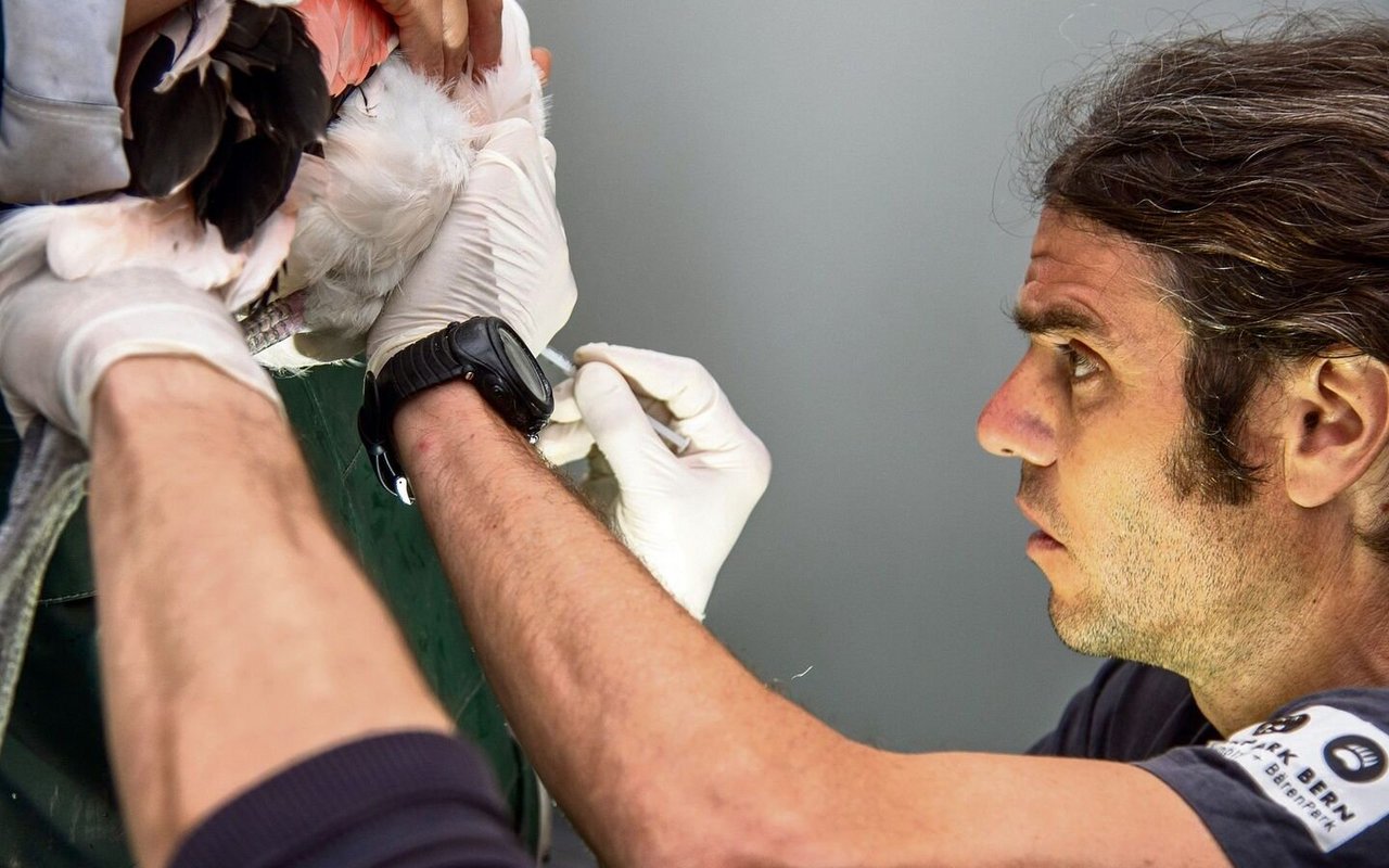 Der Tierarzt des Tierparks Bern, Stefan Hoby, impft einen Flamingo gegen die Vogelgrippe.