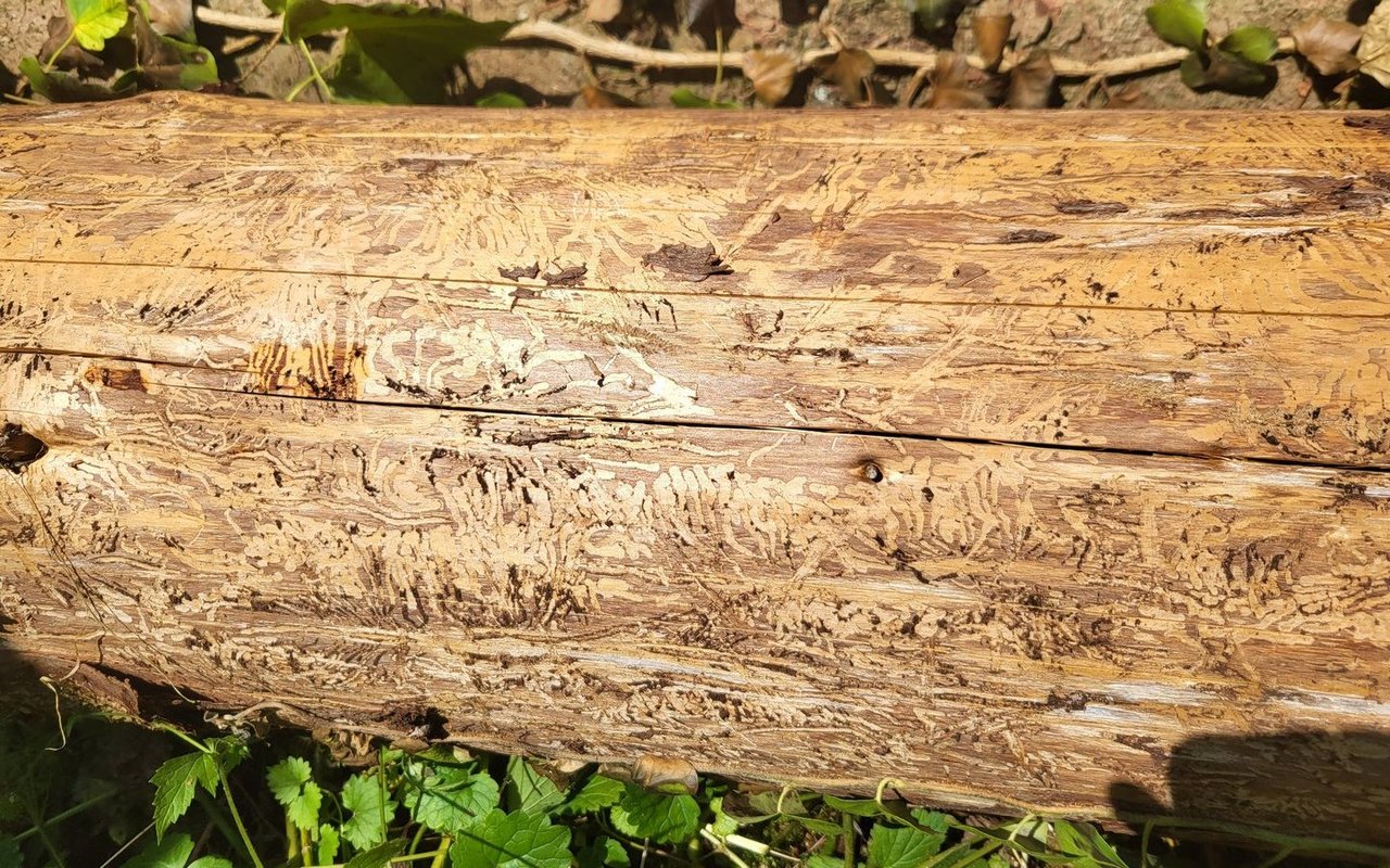 Der Borkenkäfer wütet vor allem dort, wo der Wald aus dem Gleichgewicht geraten ist.