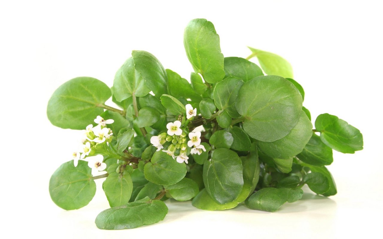 Die Wilde Brunnenkresse verleiht dem Salat die nötige Würze.