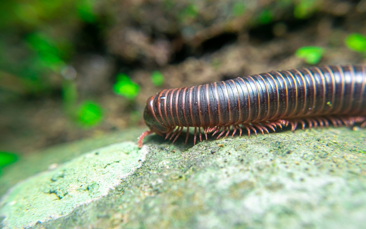 Es gibt zehntausend verschieden Tausenfüsslerarten. 