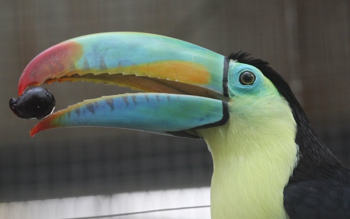 Fischer-Tukan im Papiliorama in Kerzers. 