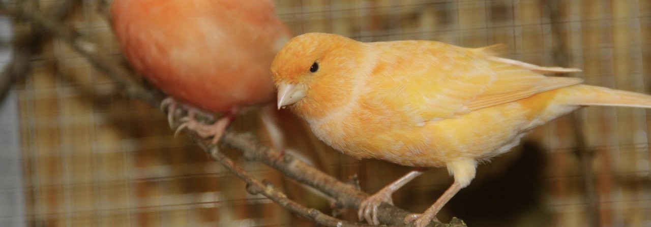 Farbkanarienvögel fühlen sich auf natürlichen Ästen besonders wohl.