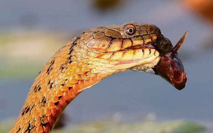 Die Würfelnatter ist eine ausgezeichnete Schwimmerin und ernährt sich von kleinen Fischen.