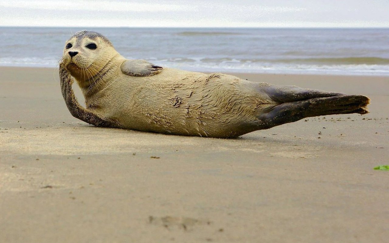 Durch den einzigartigen Geruch einer jeden Robbe können Muttertiere ihre Jungen wiedererkennen. Dies ist einer der Gründe, warum aufgefundene Tiere niemals angefasst werden dürfen.