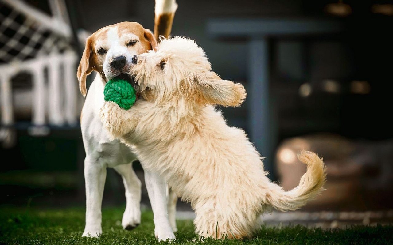 ist kontrolliert erlaubt.