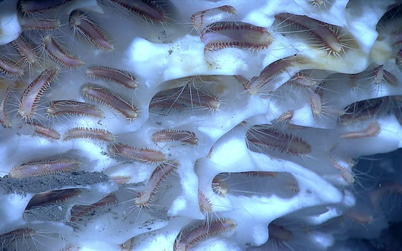 Eiswürmer auf Methanhydrat im Golf von Mexiko.