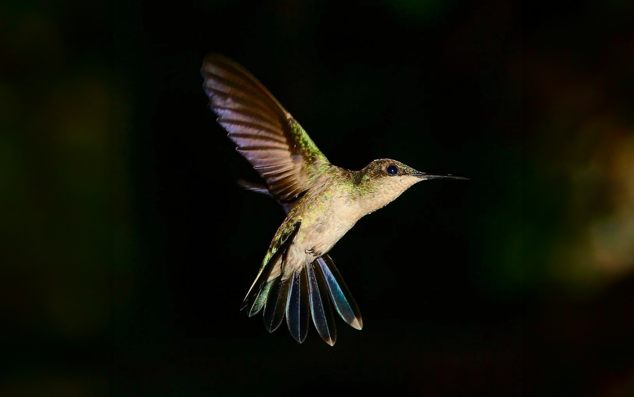 In ständiger Bewegung suchen Kolibris Nahrung, schwirren vor Blüten und erstarren bei Kälte.