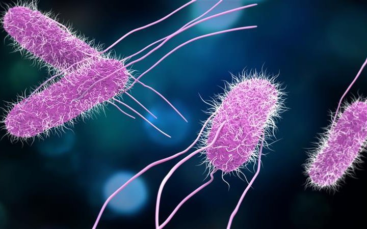 Eine Infektion mit Salmonellen kann durch eine gute Küchenhygiene vorgebeugt werden. 