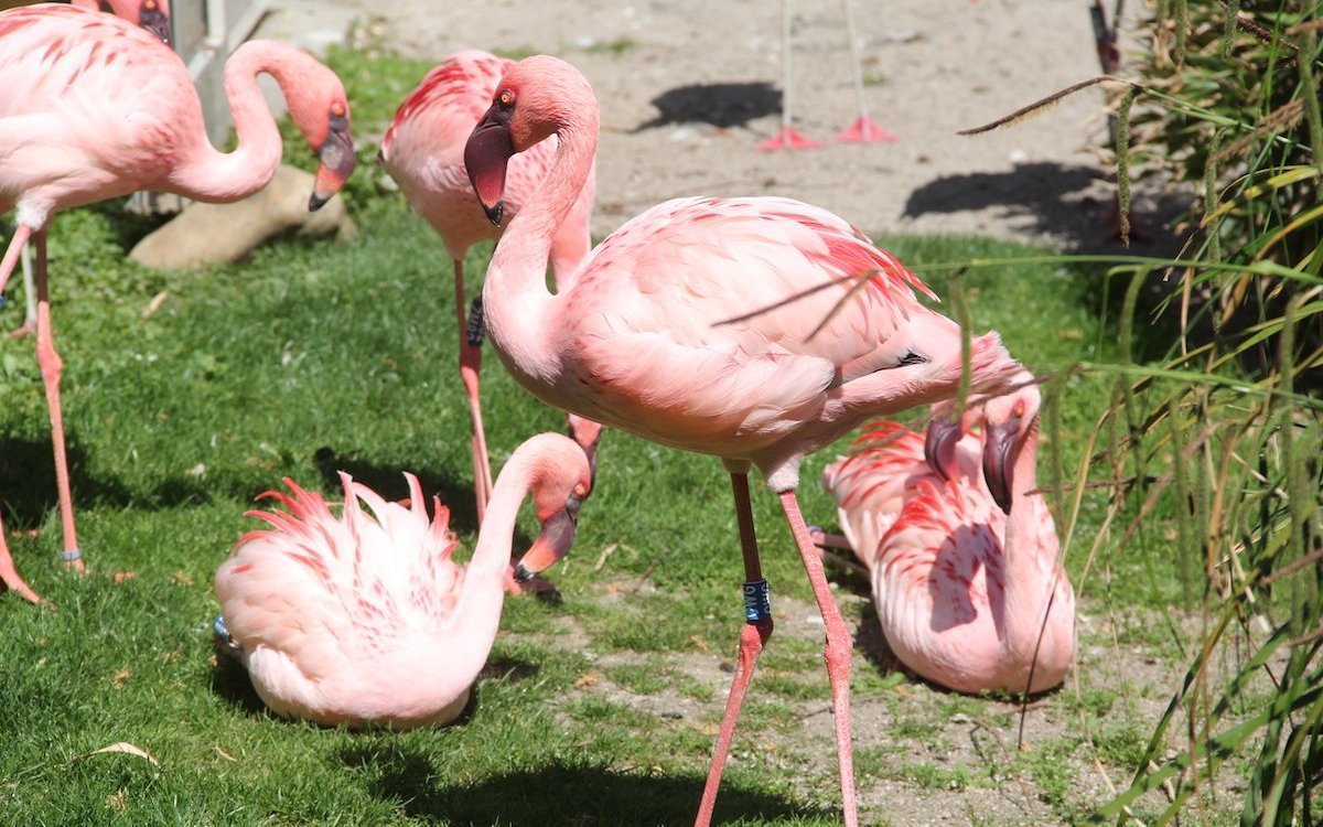 Zwergflamingos im Luisenpark Mannheim. 