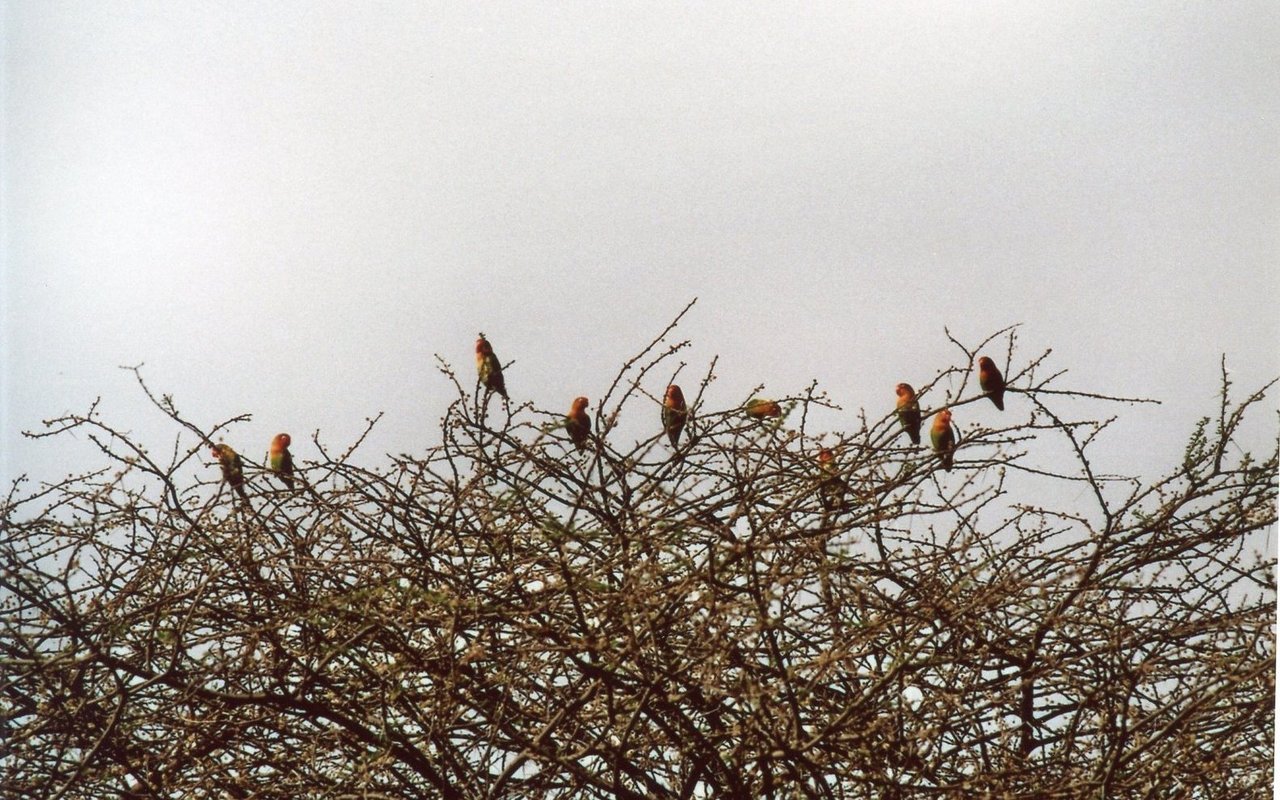 Pfirsichköpfchen in einer Akazienkrone in der Serengeti Tansanias. 