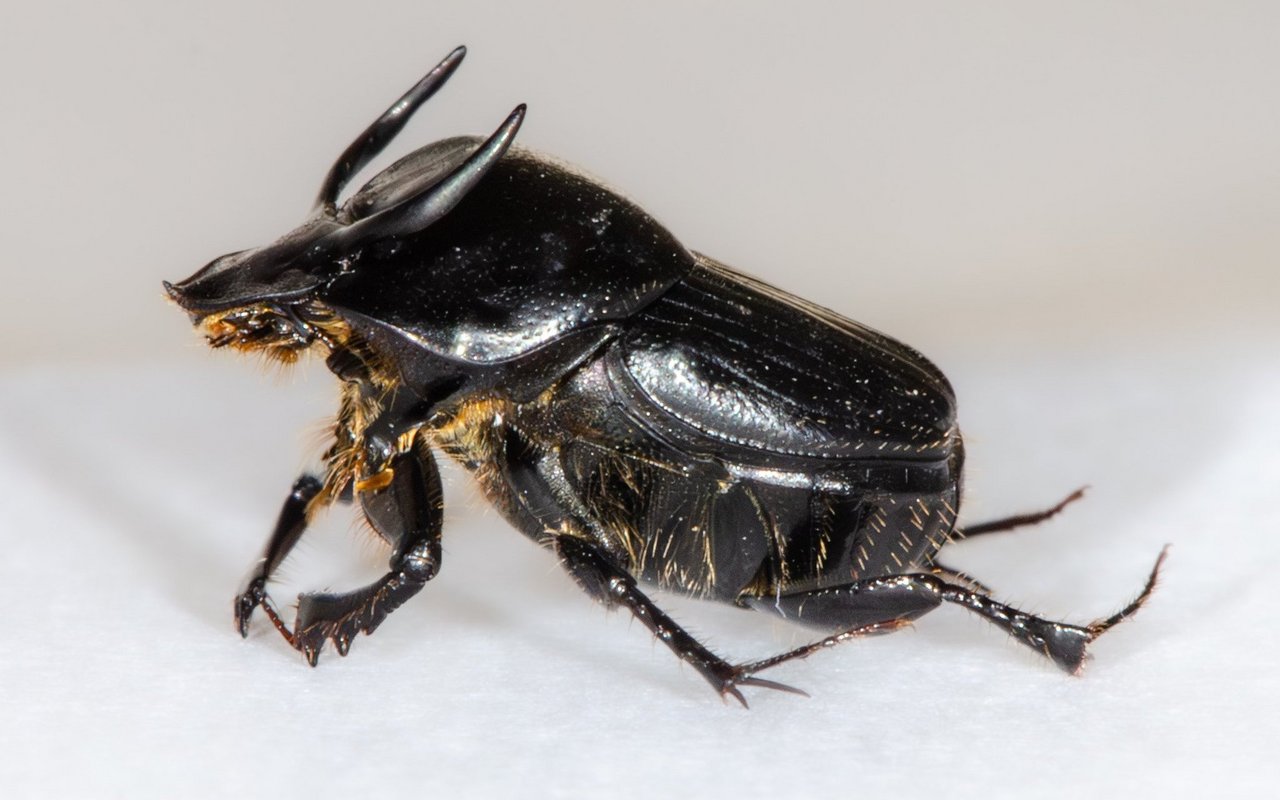 Stierkopf-Dungkäfer