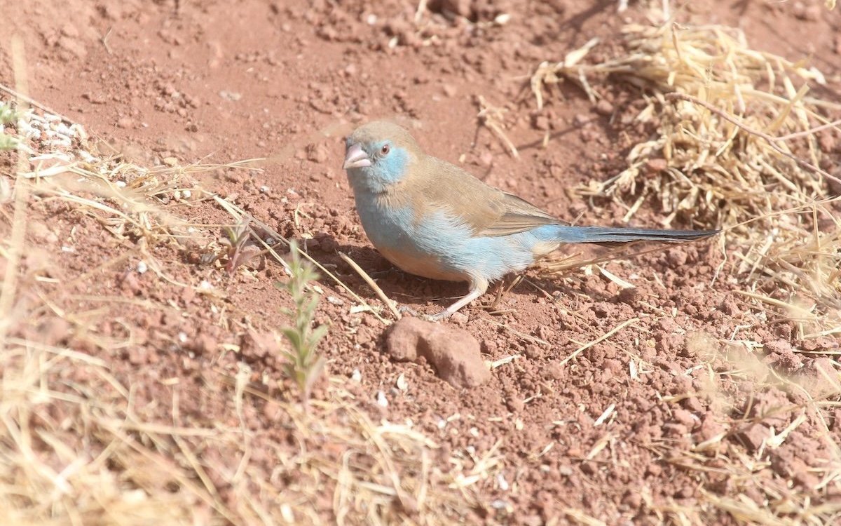 Das Weibchen des Bengalus-Schmetterlingsfinks in Äthiopien. 
