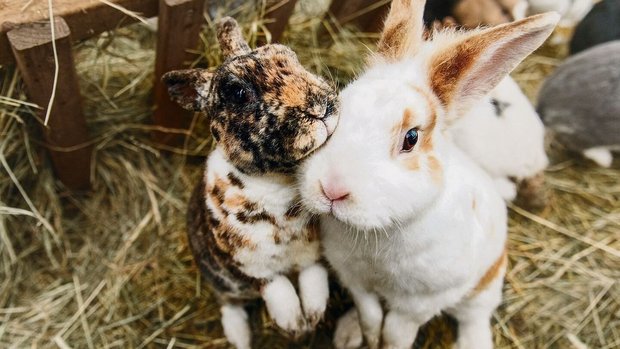 Kaninchen sind Gruppentiere. Sie müssen aber behutsam anein-ander gewöhnt werden. 