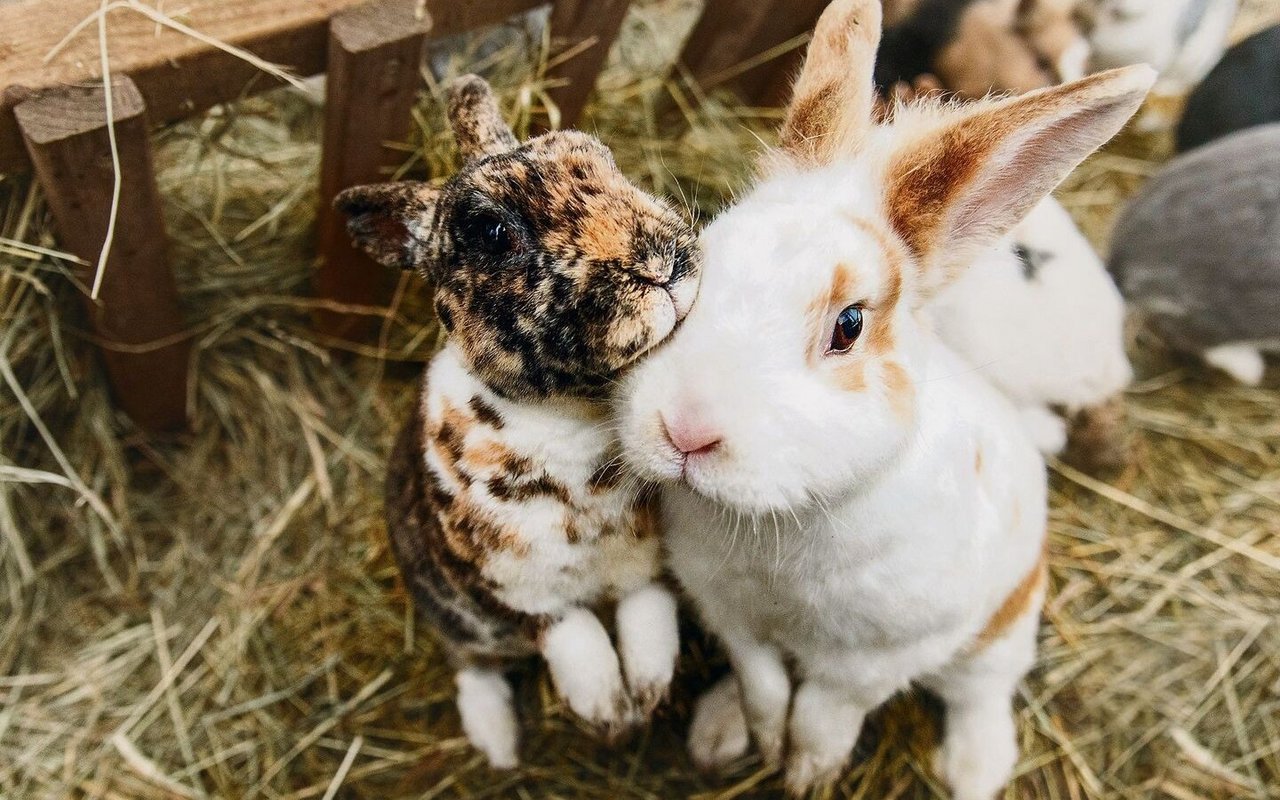 Kaninchen sind Gruppentiere. Sie müssen aber behutsam anein-ander gewöhnt werden. 