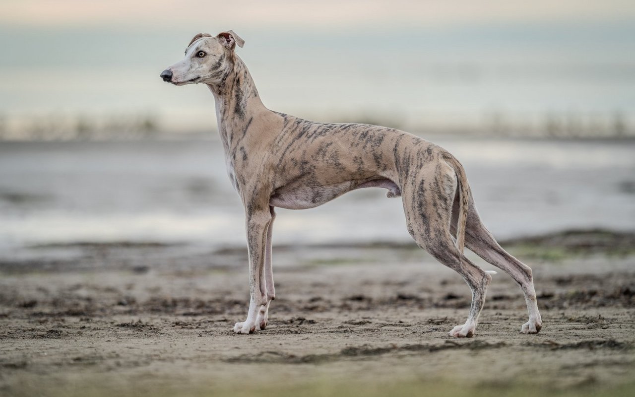 Der Whippet besitzt einen schlanken, muskulösen Körper, kurzes, glänzendes Fell in vielen Farben und eine elegante, windhundtypische Erscheinung.