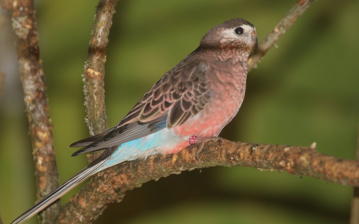Bourkesittiche sind gerne in der Dämmerung aktiv. 