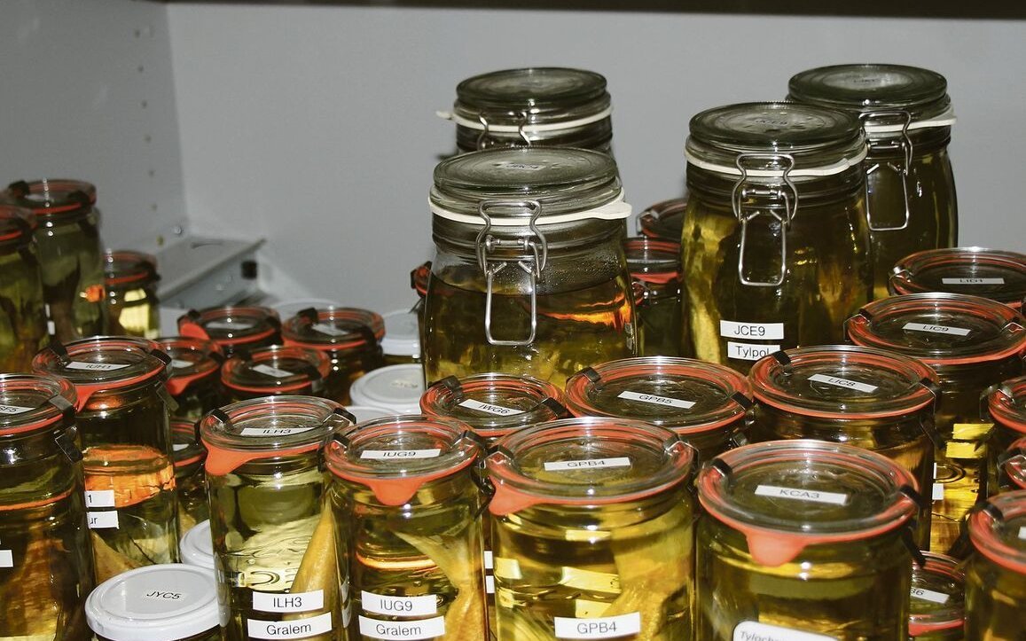 Je zehn Exemplare fast aller 250 Buntbarsch-Arten des Tanganjikasees sind als Nass-präparate in der Universität Basel vorhanden. 